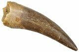 Fossil Plesiosaur (Zarafasaura) Tooth - Morocco #296334-1